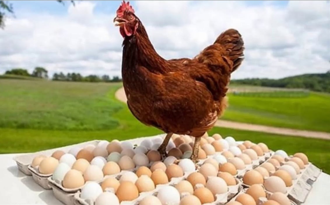إنتاج بيض المائدة
