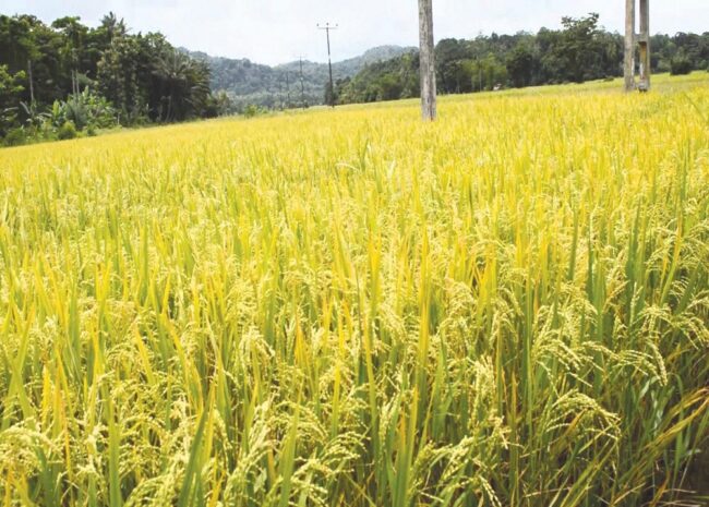 زراعة الأرز